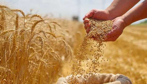 بزيادة 600 ألف فدان.. وزير الزراعة يعلن تجاوز إنتاج مصر من القمح حاجز 10 ملايين طن