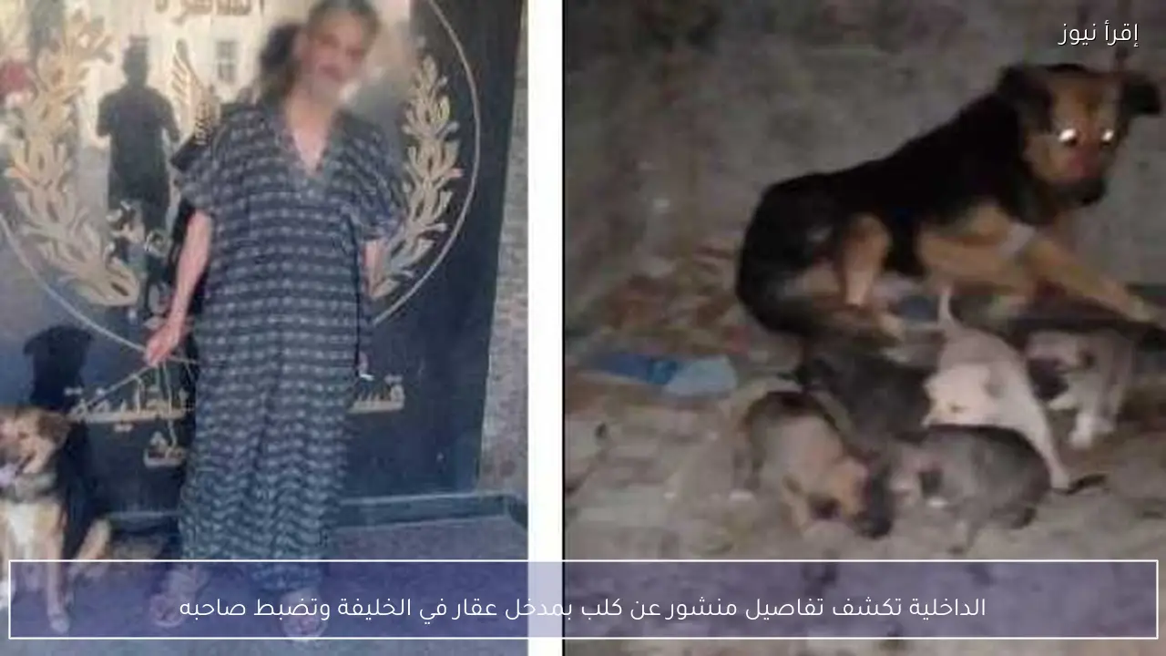 الداخلية تكشف تفاصيل منشور عن كلب بمدخل عقار في الخليفة وتضبط صاحبه