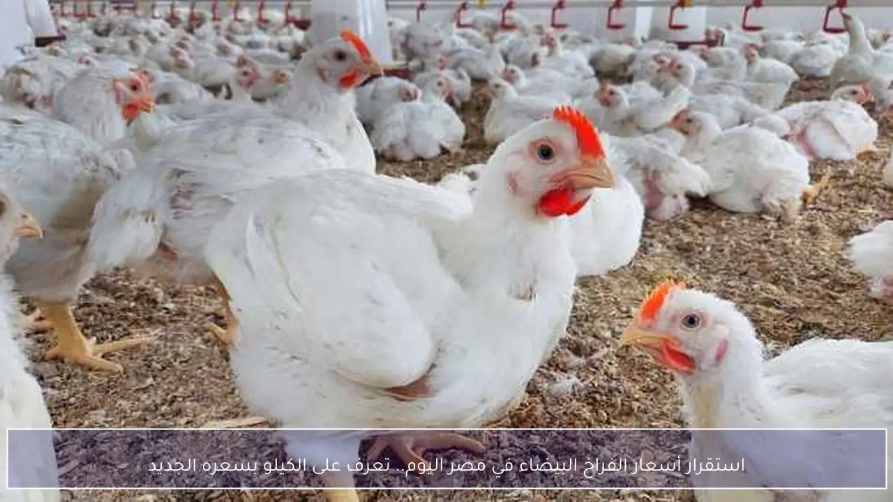 استقرار أسعار الفراخ البيضاء في مصر اليوم.. تعرف على الكيلو بسعره الجديد
