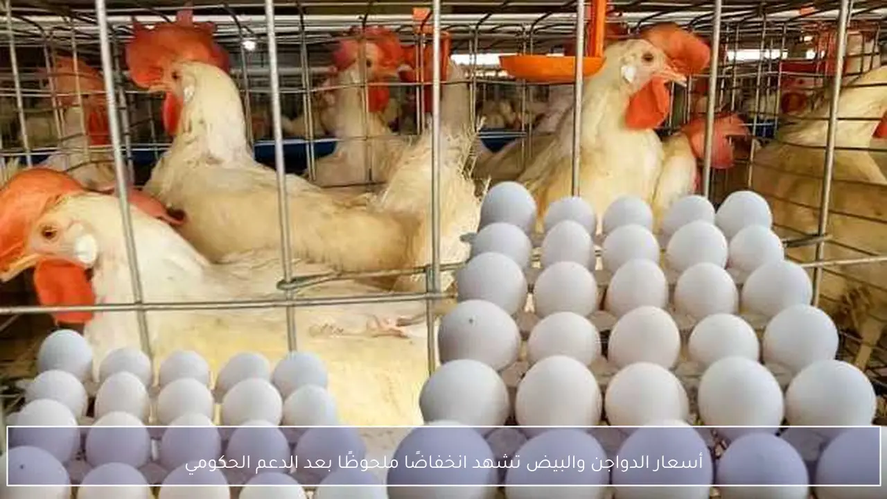 أسعار الدواجن والبيض تشهد انخفاضًا ملحوظًا بعد الدعم الحكومي