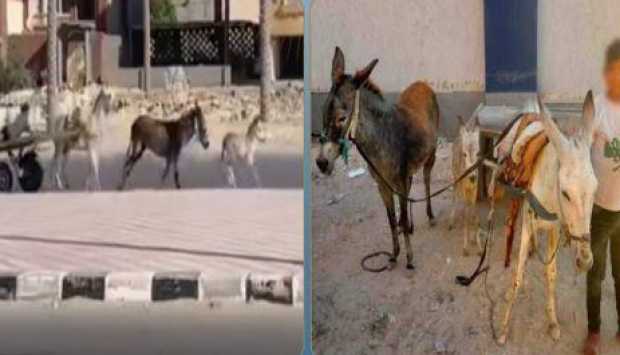 الأمن في شمال سيناء يضبط شابًا يقود عربة كارو عكس الاتجاه ويعرض السلامة للخطر