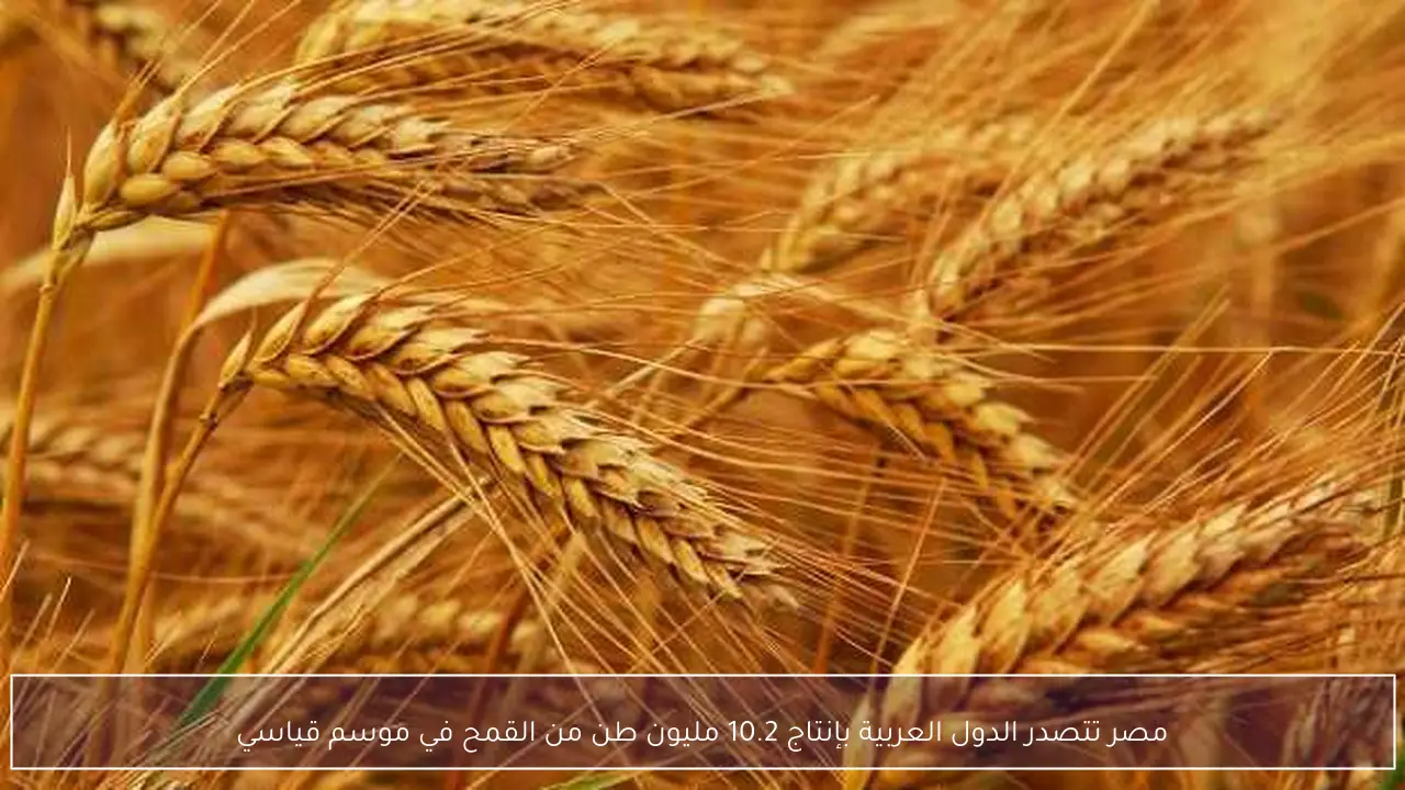 مصر تتصدر الدول العربية بإنتاج 10.2 مليون طن من القمح في موسم قياسي
