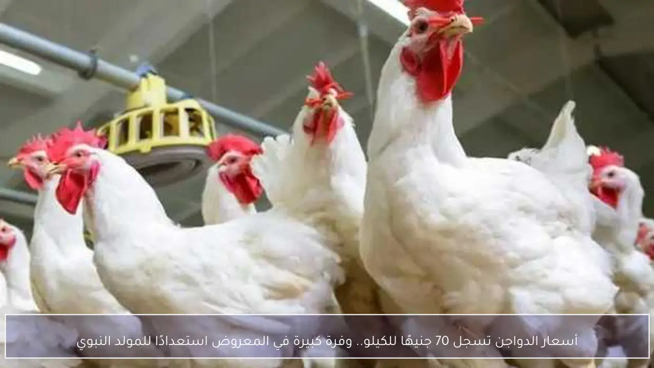 أسعار الدواجن تسجل 70 جنيهًا للكيلو.. وفرة كبيرة في المعروض استعدادًا للمولد النبوي