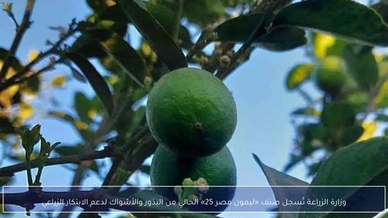 وزارة الزراعة تُسجل صنف «ليمون مصر 25» الخالي من البذور والأشواك لدعم الابتكار الزراعي