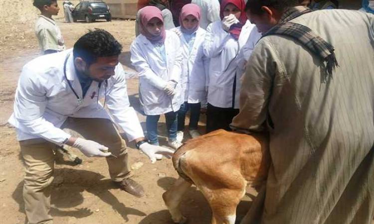 علاج رأس ماشية
