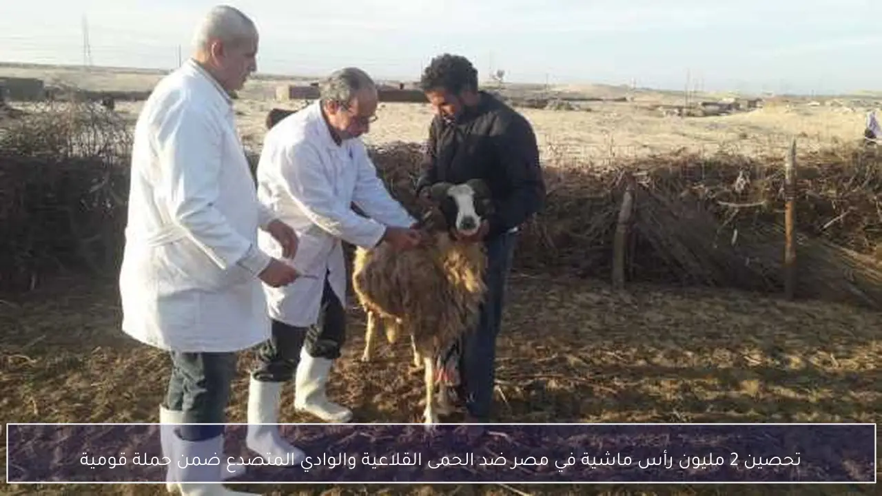 تحصين 2 مليون رأس ماشية في مصر ضد الحمى القلاعية والوادي المتصدع ضمن حملة قومية