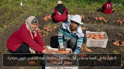 15 مُزارعة في المنيا يحصدن أول محصول بطاطا حلوة للتصدير ضمن مبادرة «منتج المرأة»