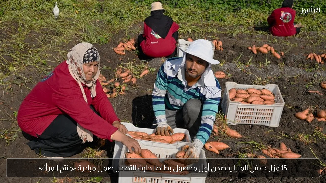 15 مُزارعة في المنيا يحصدن أول محصول بطاطا حلوة للتصدير ضمن مبادرة «منتج المرأة»