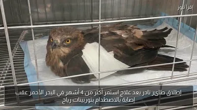 إطلاق طائر نادر بعد علاج استمر أكثر من 4 أشهر في البحر الأحمر عقب إصابة بالاصطدام بتوربينات رياح