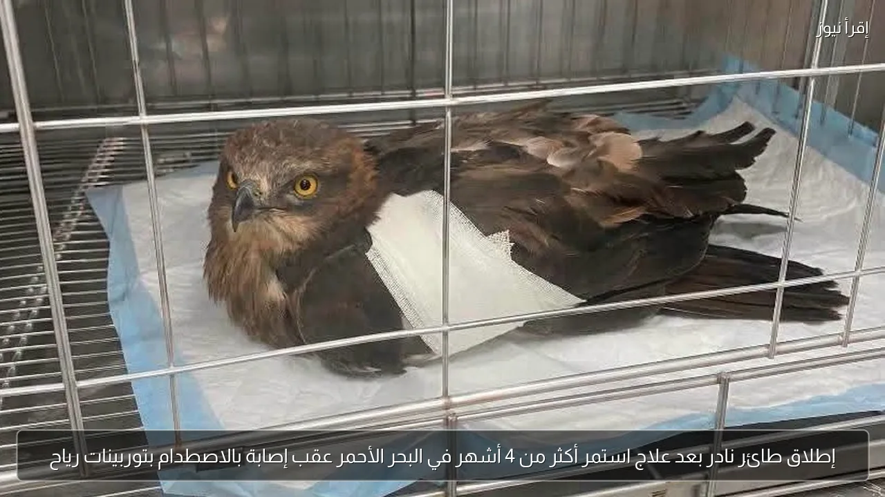 إطلاق طائر نادر بعد علاج استمر أكثر من 4 أشهر في البحر الأحمر عقب إصابة بالاصطدام بتوربينات رياح