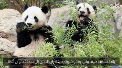 باندا عملاقة «بينج بينج» و«فو شوانج» يغادران الصين إلى حديقة حيوان أتلانتا