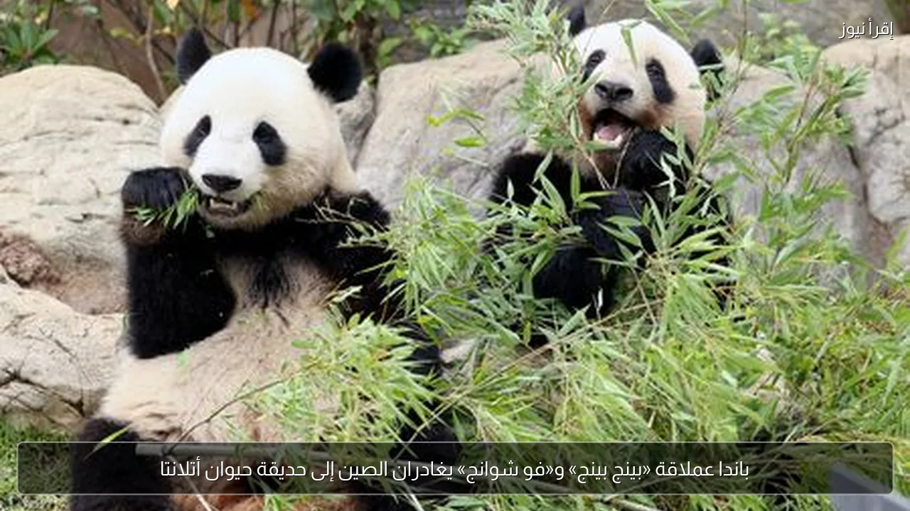 باندا عملاقة «بينج بينج» و«فو شوانج» يغادران الصين إلى حديقة حيوان أتلانتا