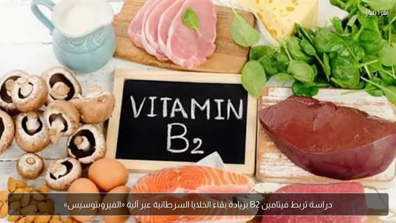 دراسة تربط فيتامين B2 بزيادة بقاء الخلايا السرطانية عبر آلية «الفيروبتوسيس»