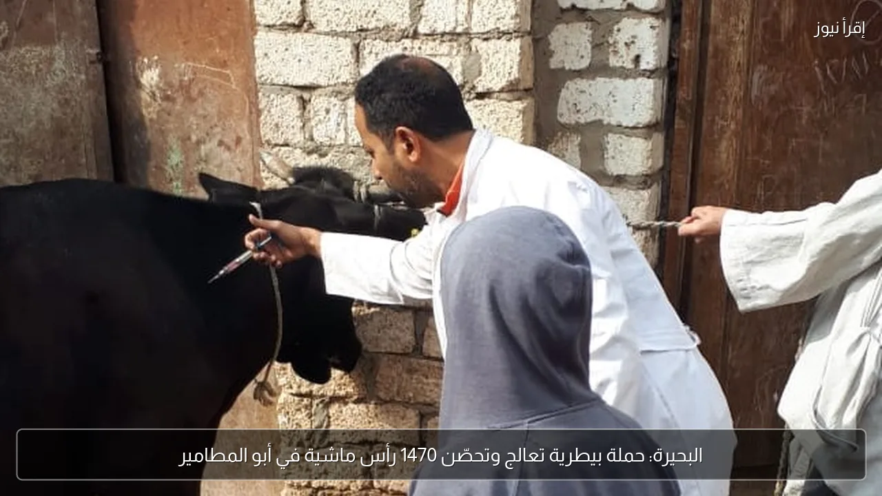 البحيرة: حملة بيطرية تعالج وتحصّن 1470 رأس ماشية في أبو المطامير