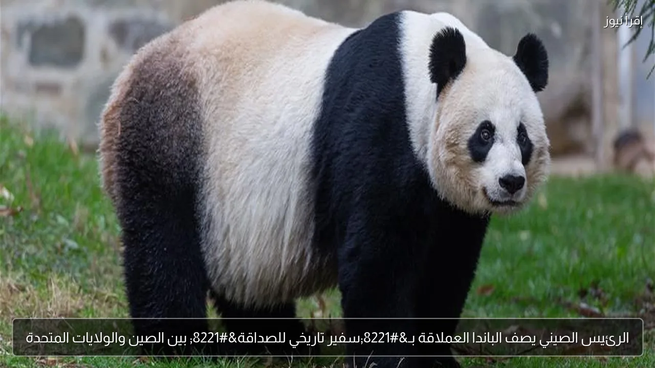 الرئيس الصيني يصف الباندا العملاقة بـ”سفير تاريخي للصداقة” بين الصين والولايات المتحدة