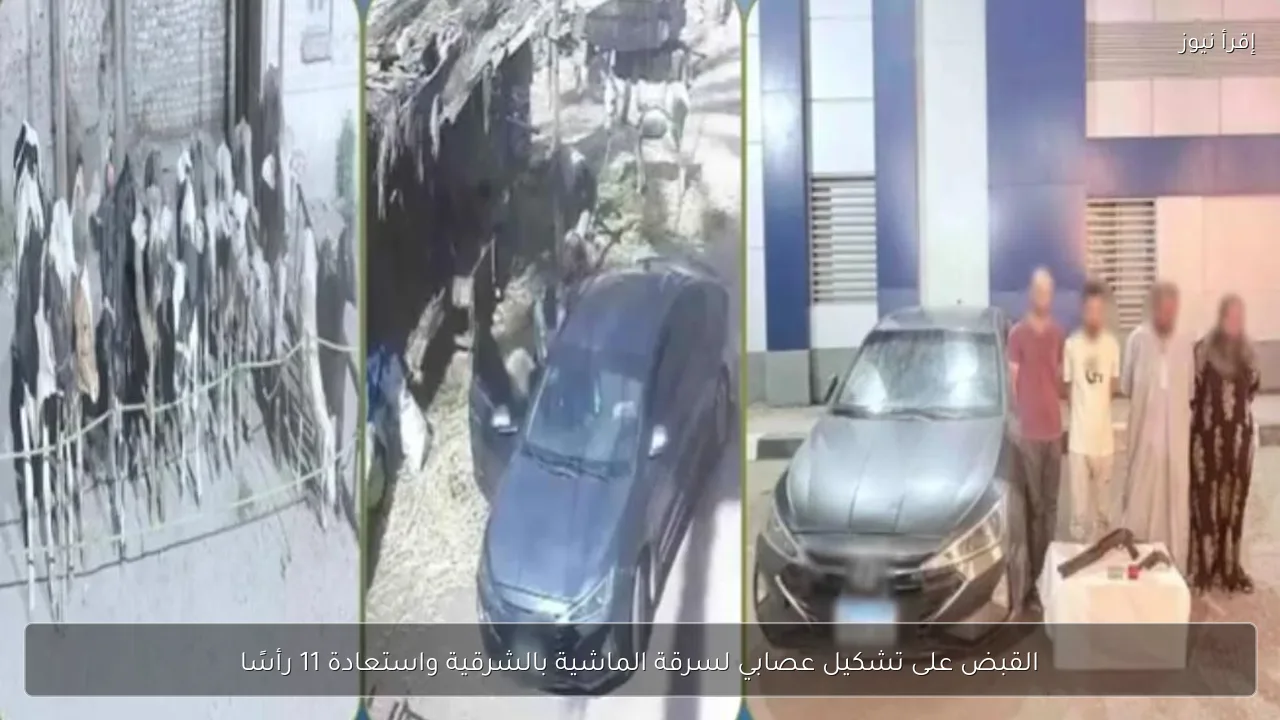 القبض على تشكيل عصابي لسرقة الماشية بالشرقية واستعادة 11 رأسًا