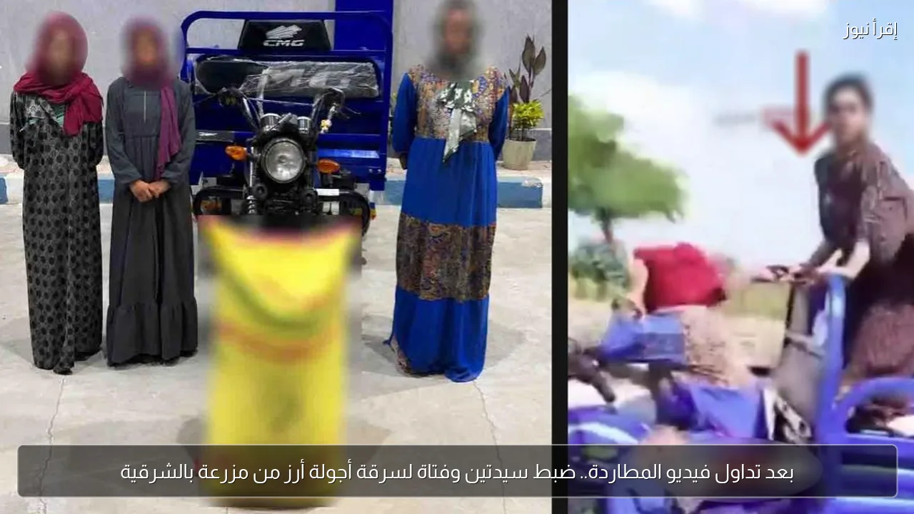 بعد تداول فيديو المطاردة.. ضبط سيدتين وفتاة لسرقة أجولة أرز من مزرعة بالشرقية