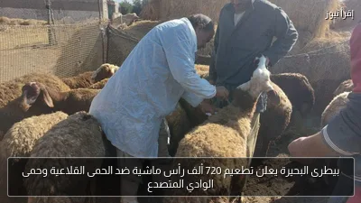 بيطرى البحيرة يعلن تطعيم 720 ألف رأس ماشية ضد الحمى القلاعية وحمى الوادي المتصدع