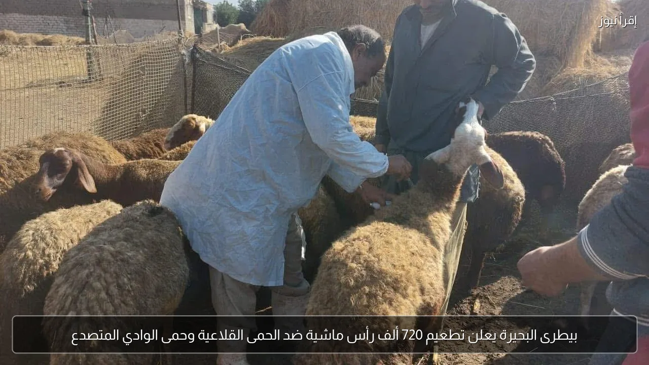 بيطرى البحيرة يعلن تطعيم 720 ألف رأس ماشية ضد الحمى القلاعية وحمى الوادي المتصدع