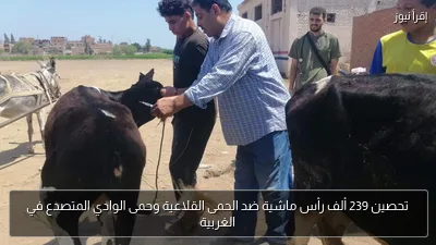 تحصين 239 ألف رأس ماشية ضد الحمى القلاعية وحمى الوادي المتصدع في الغربية