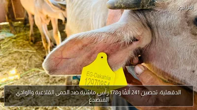 الدقهلية: تحصين 241 ألفًا و178 رأس ماشية ضد الحمى القلاعية والوادي المتصدع
