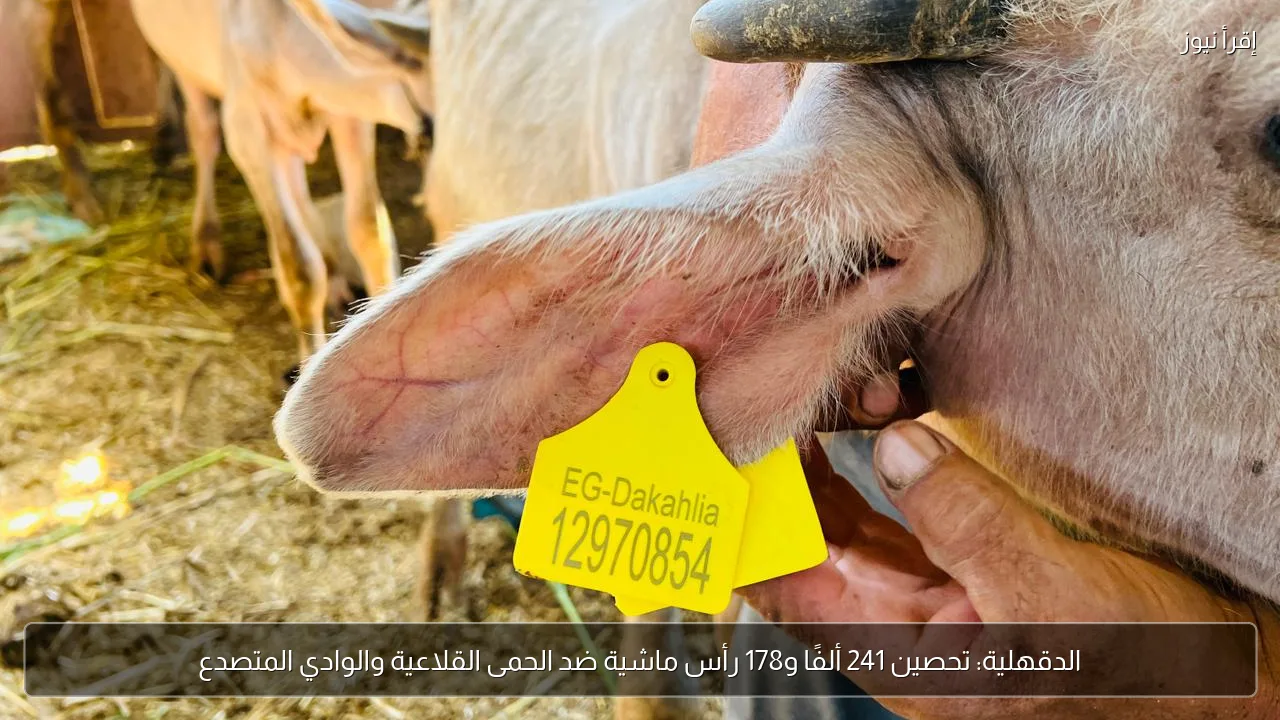 الدقهلية: تحصين 241 ألفًا و178 رأس ماشية ضد الحمى القلاعية والوادي المتصدع