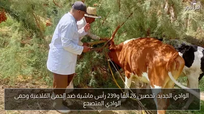 الوادي الجديد: تحصين 26 ألفًا و239 رأس ماشية ضد الحمى القلاعية وحمى الوادي المتصدع