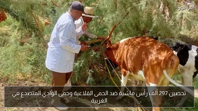 تحصين 297 ألف رأس ماشية ضد الحمى القلاعية وحمى الوادي المتصدع في الغربية