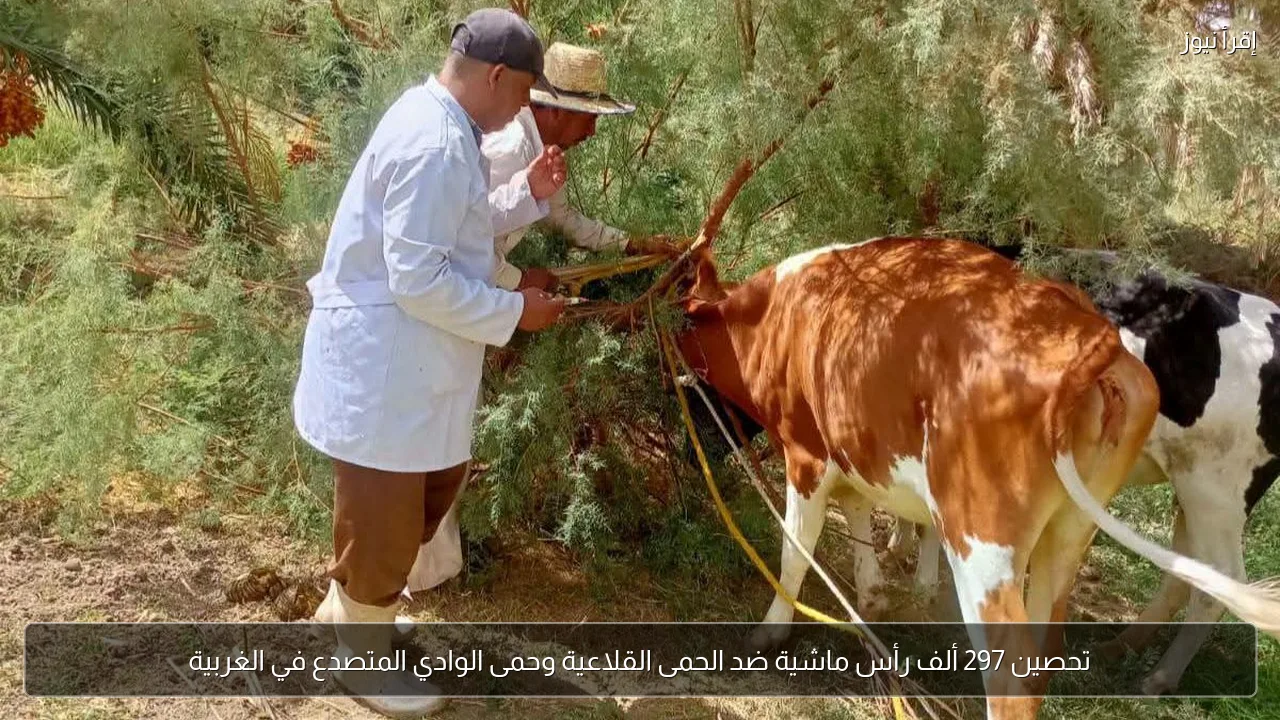 تحصين 297 ألف رأس ماشية ضد الحمى القلاعية وحمى الوادي المتصدع في الغربية