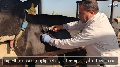 تحصين 319 ألف رأس ماشية ضد الحمى القلاعية والوادي المتصدع في الغربية