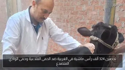 تحصين 324 ألف رأس ماشية في الغربية ضد الحمى القلاعية وحمى الوادي المتصدع