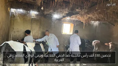 تحصين 330 ألف رأس ماشية ضد الحمى القلاعية وحمى الوادي المتصدع في الغربية