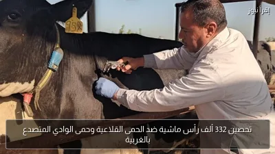 تحصين 332 ألف رأس ماشية ضد الحمى القلاعية وحمى الوادي المتصدع بالغربية