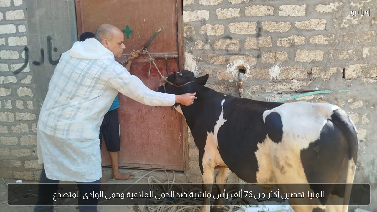 المنيا: تحصين أكثر من 76 ألف رأس ماشية ضد الحمى القلاعية وحمى الوادي المتصدع