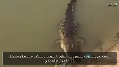 تمساح في مصرف ببلبيس يثير القلق بالشرقية.. حملات تمشيط وتشكيل لجنة لمعاينة الموقع