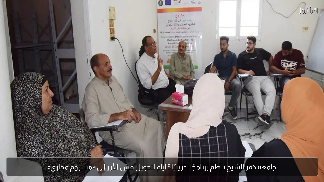 جامعة كفر الشيخ تنظم برنامجًا تدريبيًا 5 أيام لتحويل قش الأرز إلى «مشروم محاري»
