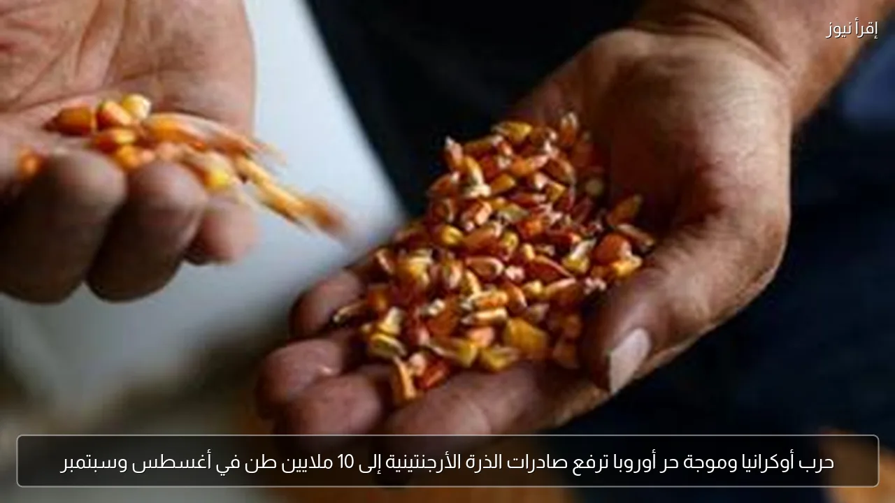 حرب أوكرانيا وموجة حر أوروبا ترفع صادرات الذرة الأرجنتينية إلى 10 ملايين طن في أغسطس وسبتمبر