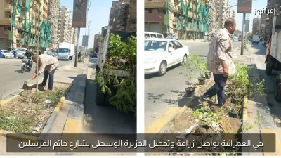 حي العمرانية يواصل زراعة وتجميل الجزيرة الوسطى بشارع خاتم المرسلين