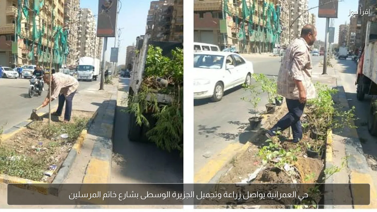 حي العمرانية يواصل زراعة وتجميل الجزيرة الوسطى بشارع خاتم المرسلين