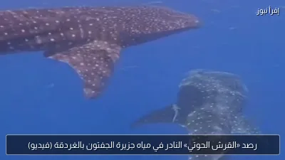 رصد «القرش الحوتي» النادر في مياه جزيرة الجفتون بالغردقة (فيديو)