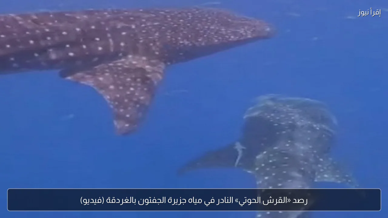 رصد «القرش الحوتي» النادر في مياه جزيرة الجفتون بالغردقة (فيديو)