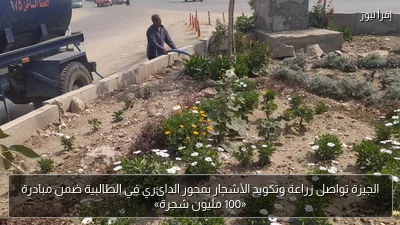 الجيزة تواصل زراعة وتكويد الأشجار بمحور الدائري في الطالبية ضمن مبادرة «100 مليون شجرة»