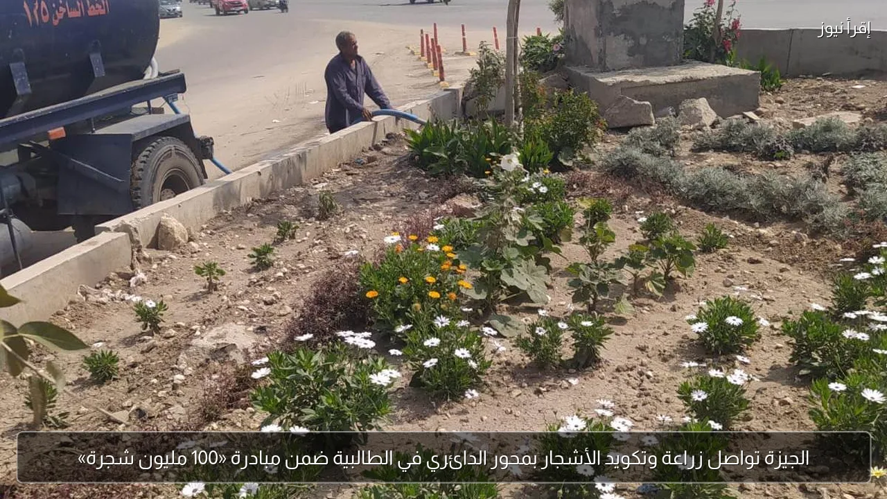 الجيزة تواصل زراعة وتكويد الأشجار بمحور الدائري في الطالبية ضمن مبادرة «100 مليون شجرة»