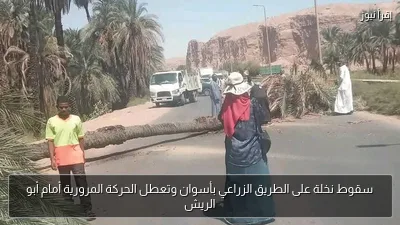 سقوط نخلة على الطريق الزراعي بأسوان وتعطل الحركة المرورية أمام أبو الريش