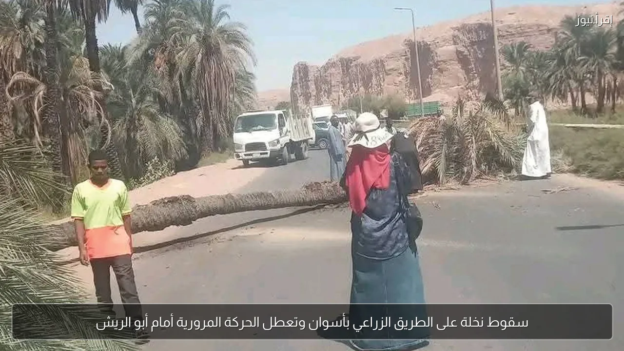 سقوط نخلة على الطريق الزراعي بأسوان وتعطل الحركة المرورية أمام أبو الريش