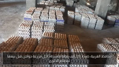 محافظ الغربية: ضبط 228 ألف بيضة فاسدة داخل مزرعة دواجن قبل بيعها لمصانع الحلوى