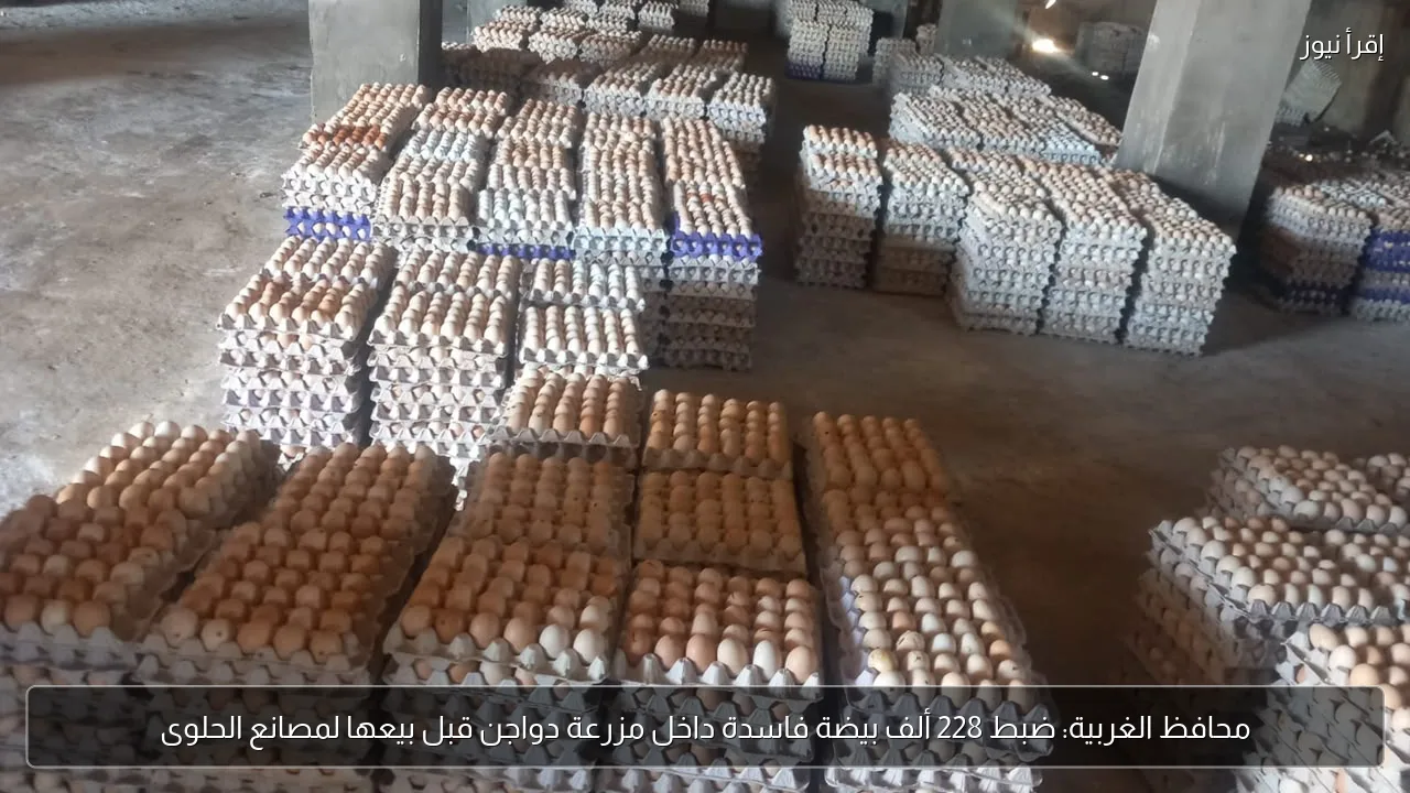 محافظ الغربية: ضبط 228 ألف بيضة فاسدة داخل مزرعة دواجن قبل بيعها لمصانع الحلوى