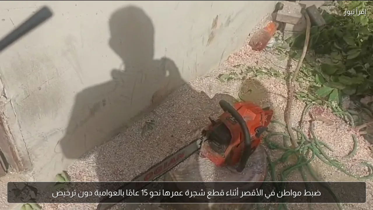 ضبط مواطن في الأقصر أثناء قطع شجرة عمرها نحو 15 عامًا بالعوامية دون ترخيص