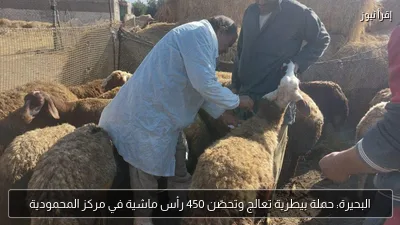 البحيرة: حملة بيطرية تعالج وتحصّن 450 رأس ماشية في مركز المحمودية