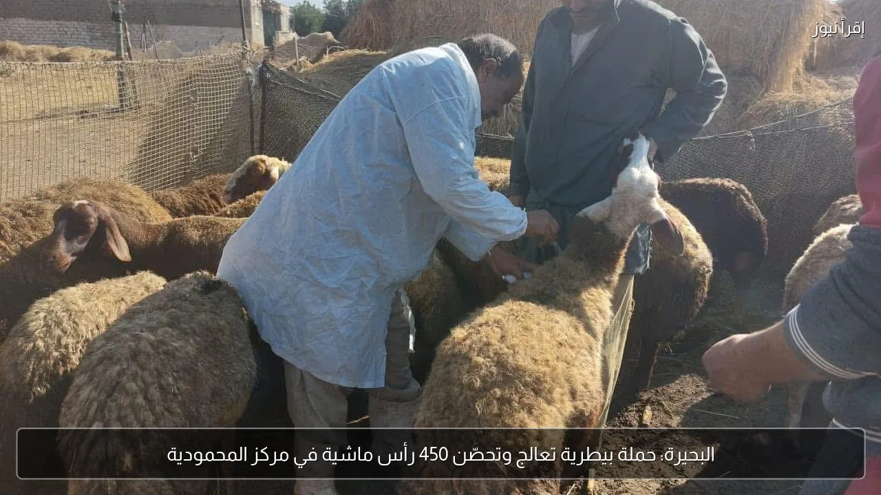 البحيرة: حملة بيطرية تعالج وتحصّن 450 رأس ماشية في مركز المحمودية